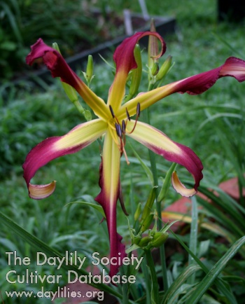 Daylily Octopus Frenzy